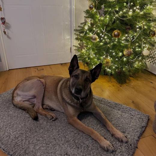 Main image for Charity helps get Jooba home for Christmas