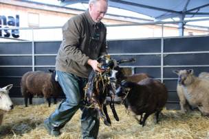 Main image for Farmers battle severe weather to save lambs