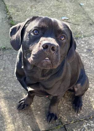 Rocky is looking for his forever home. Picture: Cliffe Kennels