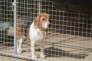New owners are being urged to rehome from a reputable rescue centre. Stock image
