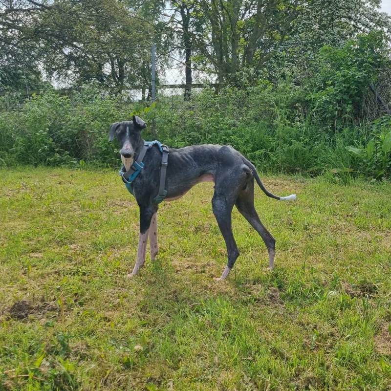 ON THE MEND: Lucas was the ‘thinnest dog’ an RSPCA inspector had ever seen when he was found in Barnsley.