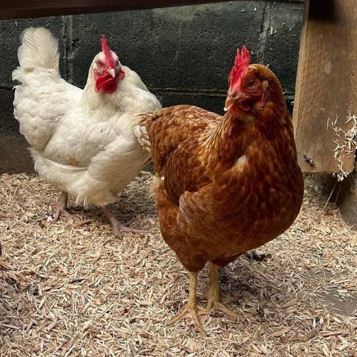 Main image for Farm appeals for help in naming abandoned hens