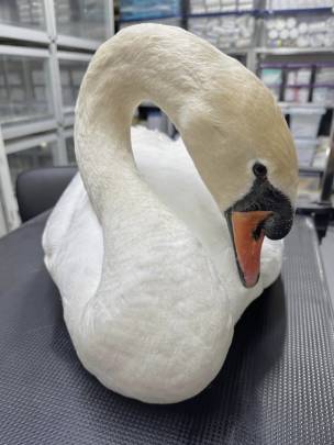 Main image for Call to dog owners after swan injured