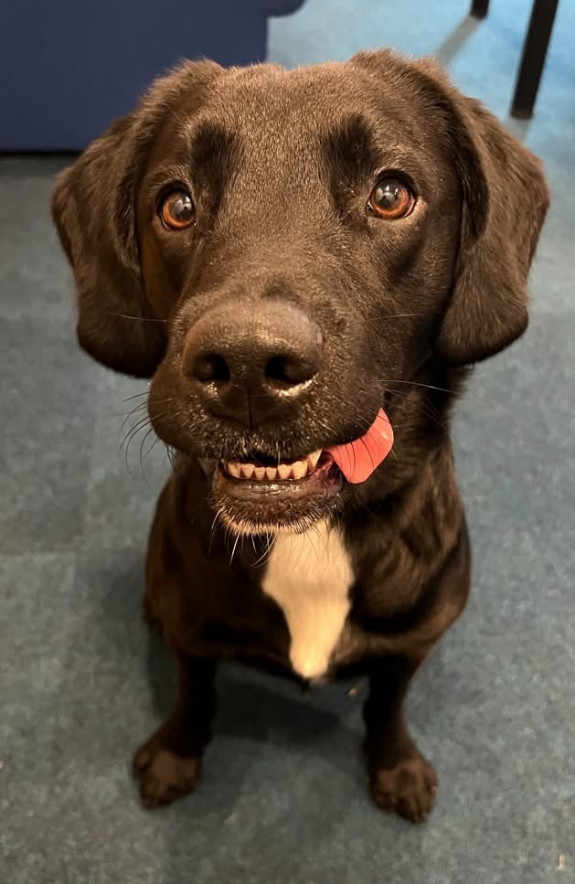 Drug detection dog PD Cole