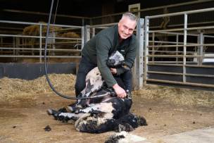 Main image for Sheep shearing makes a return to farm