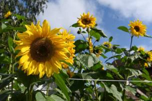 Main image for Can anyone’s sunflower outshine these blooming beauties?