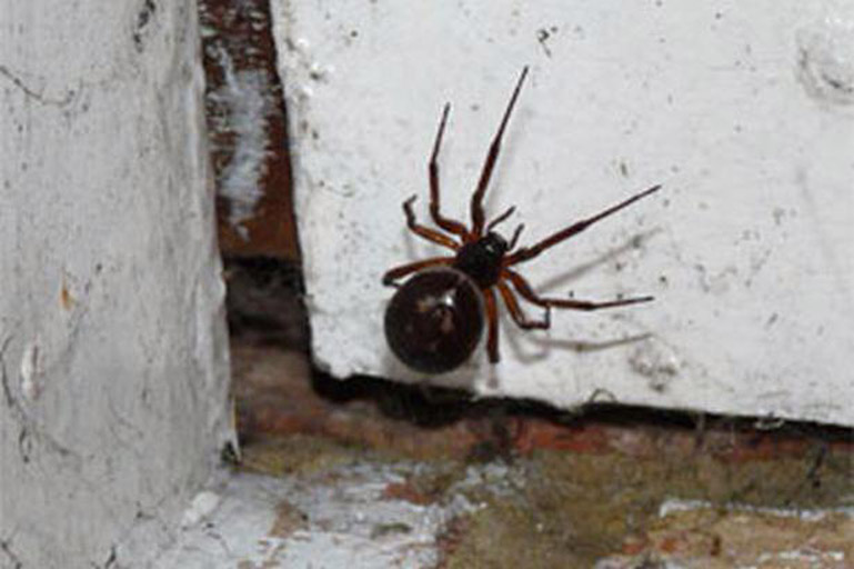 Main image for Scores Of Suspected False Widows Spotted In Barnsley