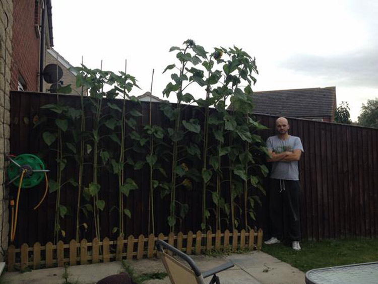 Main image for Amazing sunflowers measure at 9'5" and are still growing