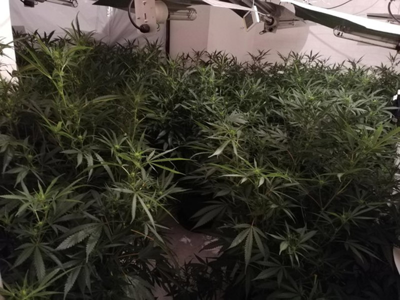 Main image for Cannabis uncovered in house