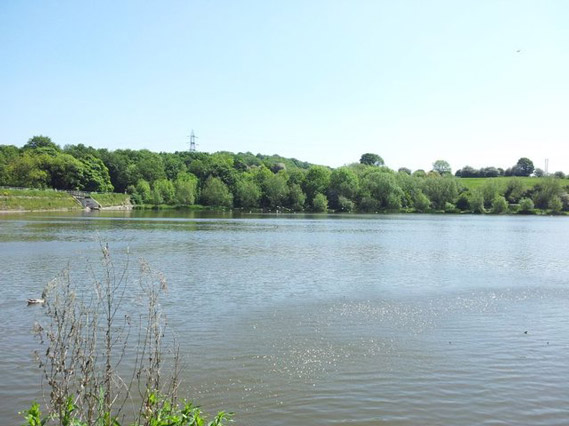 Main image for Elsecar Park Honoured In Bloom Awards